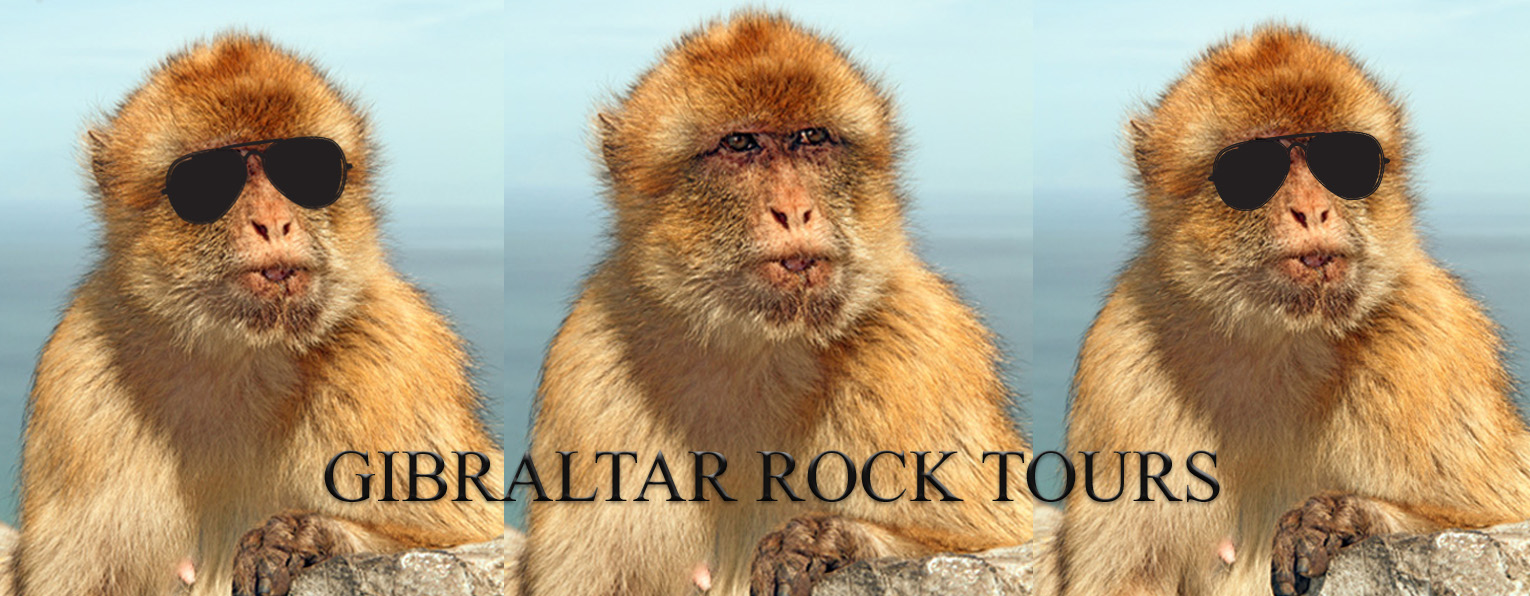 Barbary apes